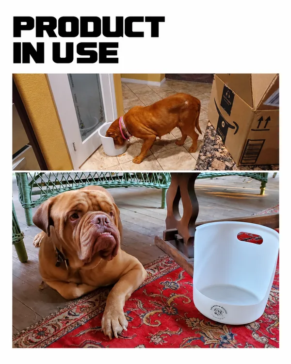 Mastiff Dog Feeding Bucket: Low-Cost Sheet Metal Prototype for Large Breeds: Product in Use